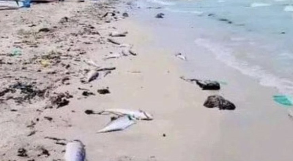 نفوق جماعي للأسماك يثير القلق على سواحل مدينة المخا