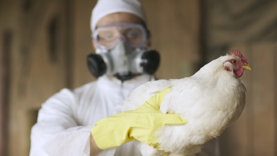 الانتشار المقلق لإنفلونزا الطيور يستمر مع إصابة المزيد من الأنواع!