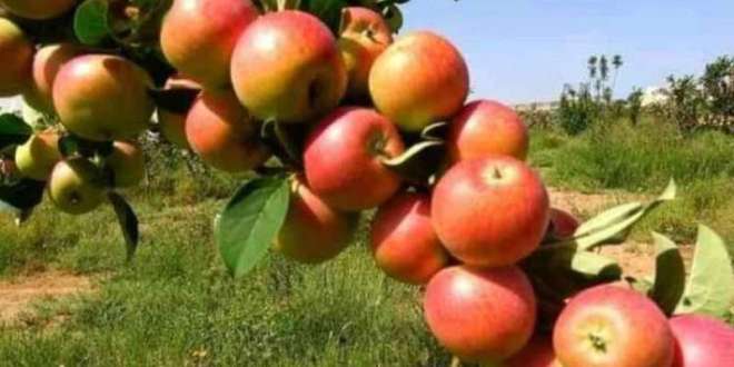 زراعة نوع جديد من التفاح في اليمن.